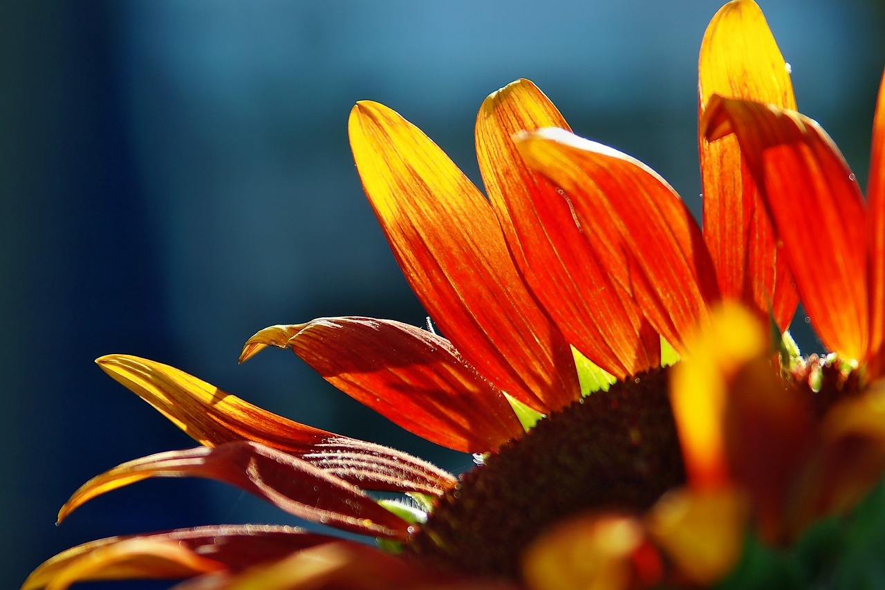 sunflower  flower  bright free photo