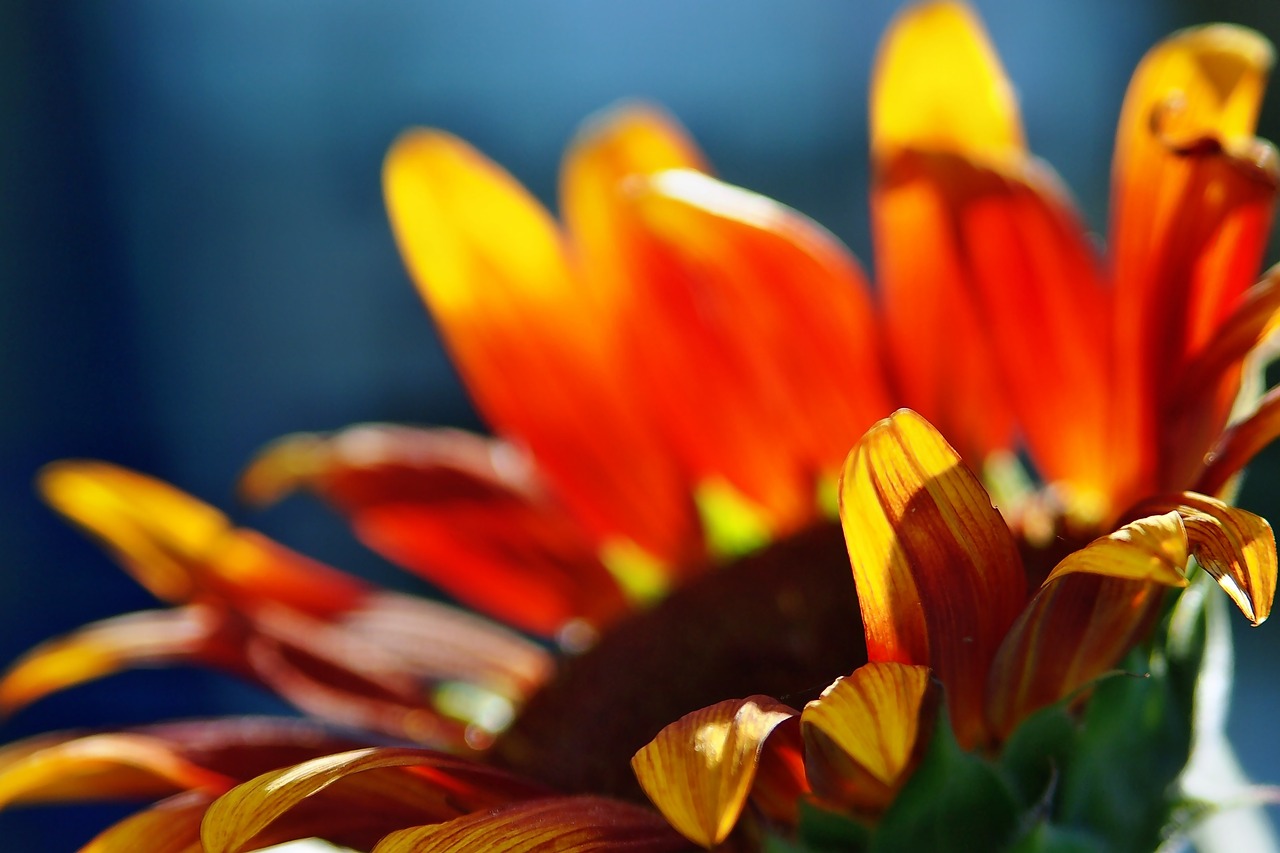 sunflower  flower  bright free photo