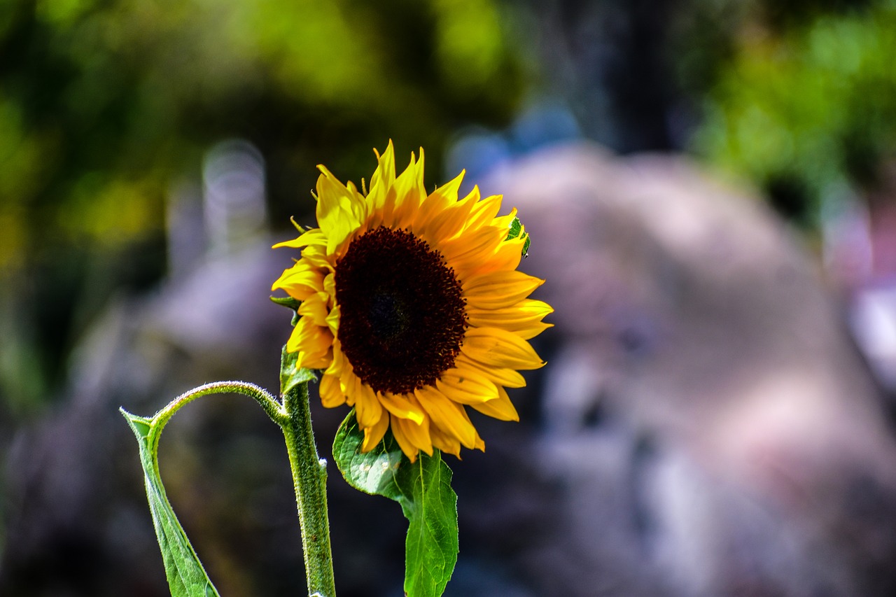 sunflower  flowers  garden free photo