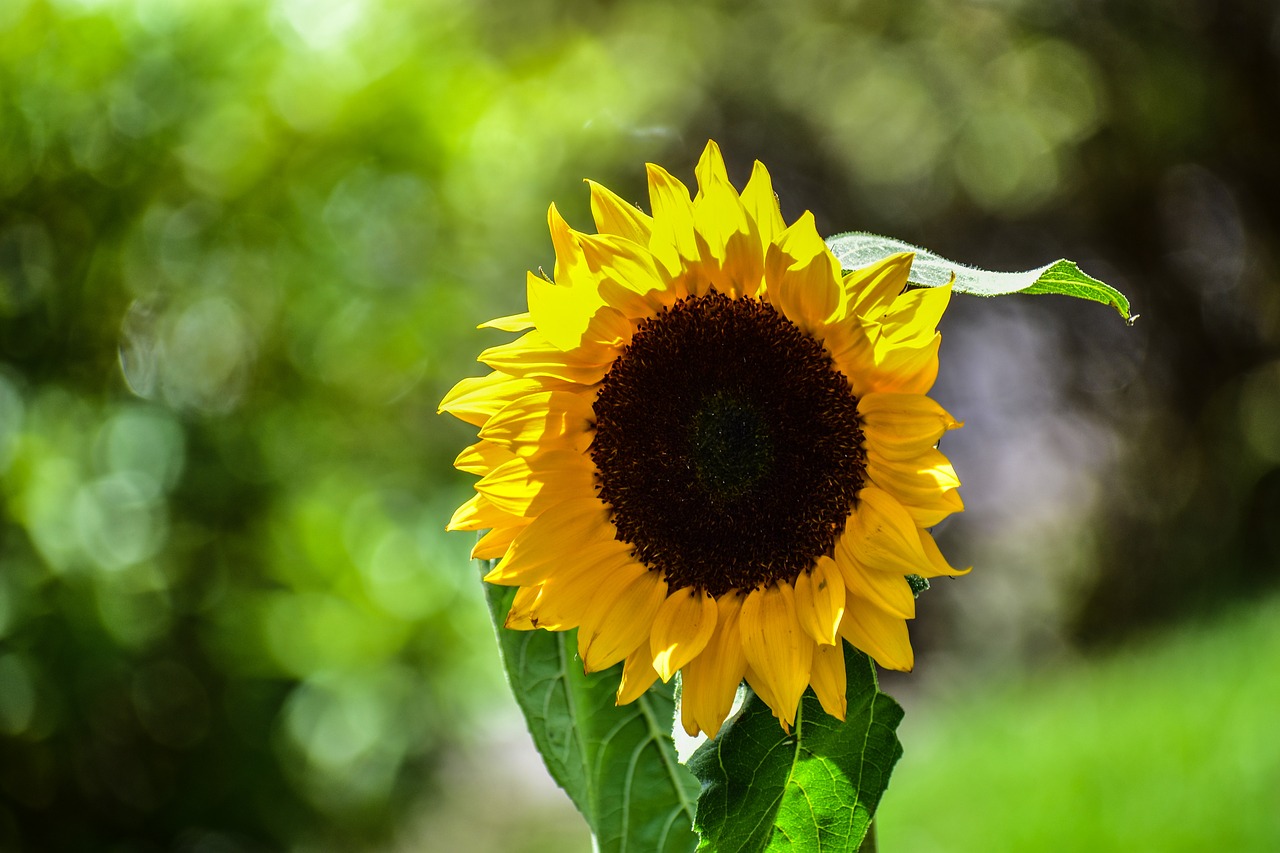 sunflower  flowers  garden free photo