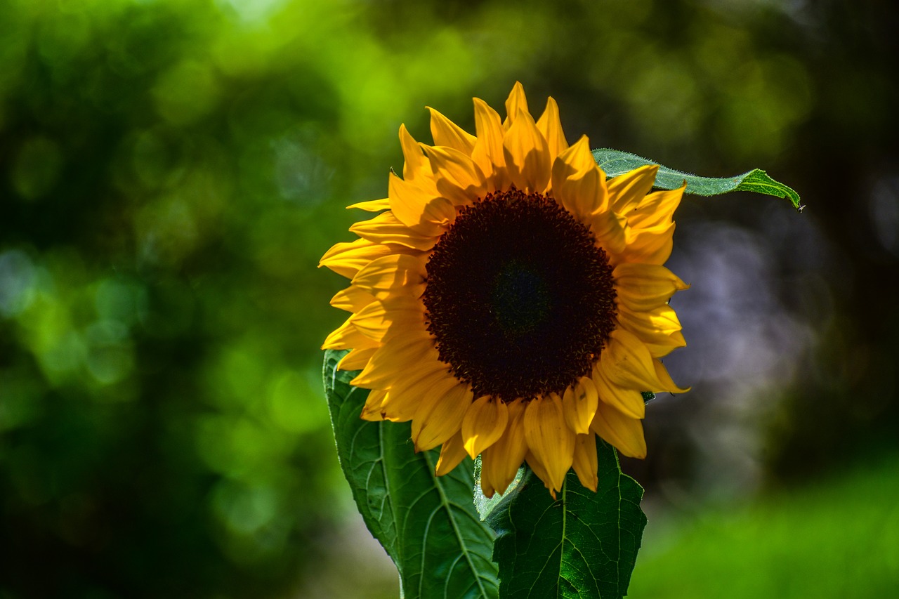 sunflower  nature  flower free photo