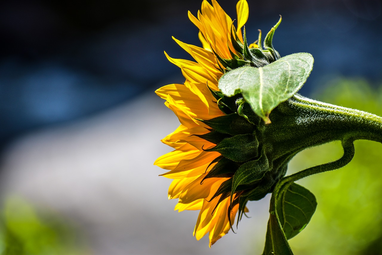 sunflower  nature  flower free photo