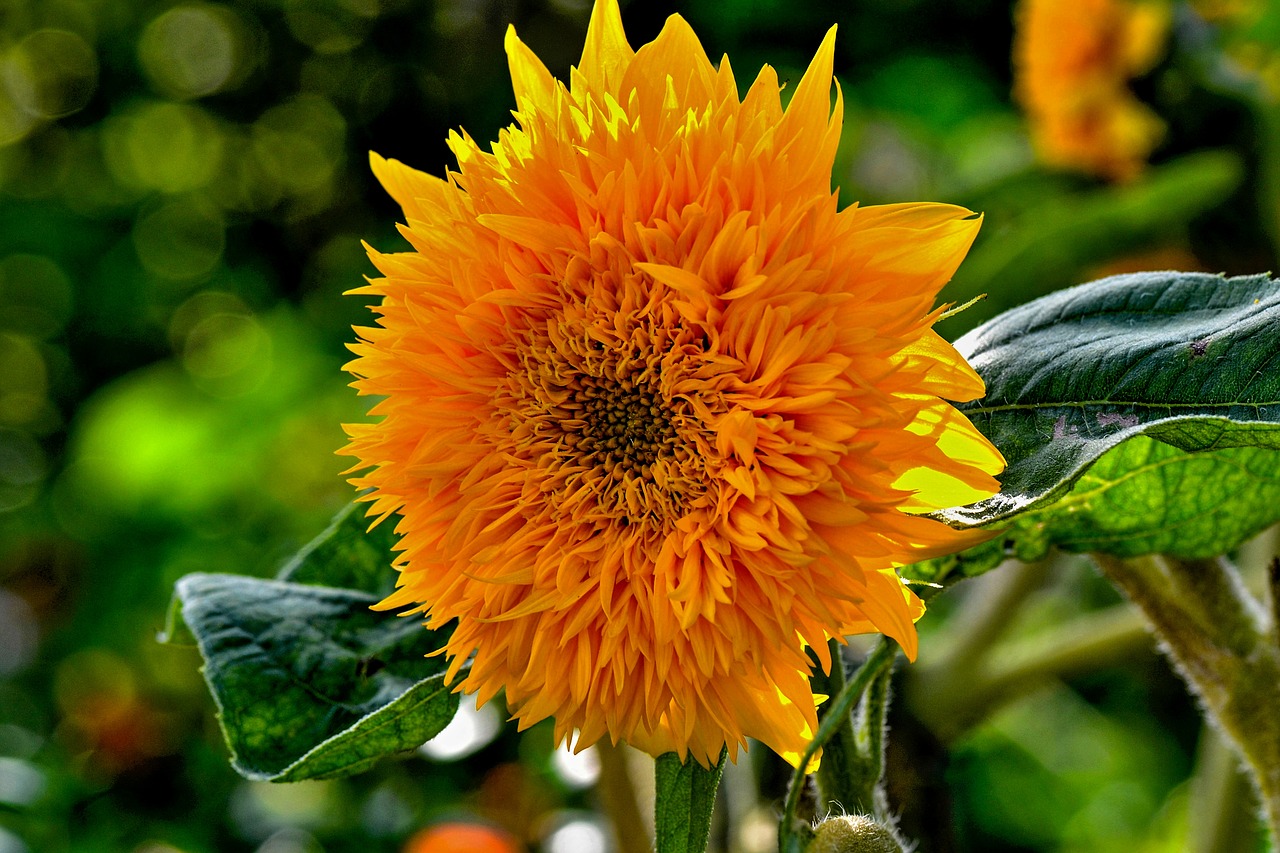 sunflower  garden  flowers free photo