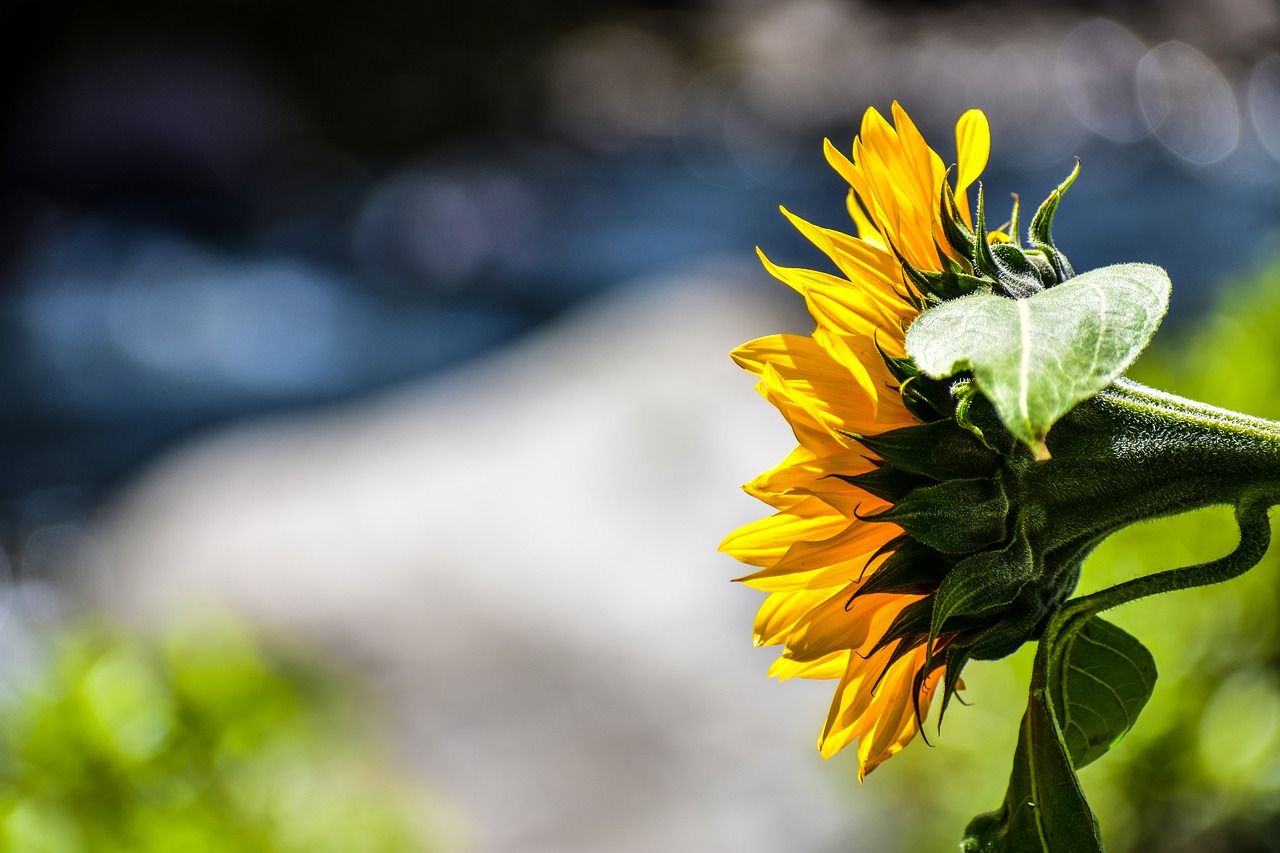 sunflower  flower  yellow free photo