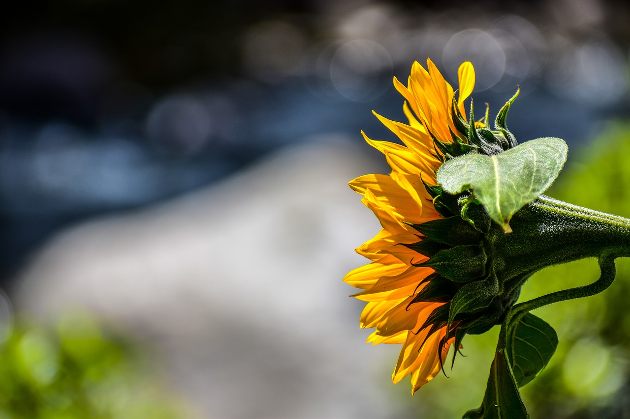 sunflower  flower  yellow free photo