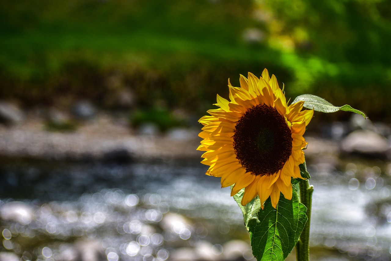 sunflower  flower  yellow free photo