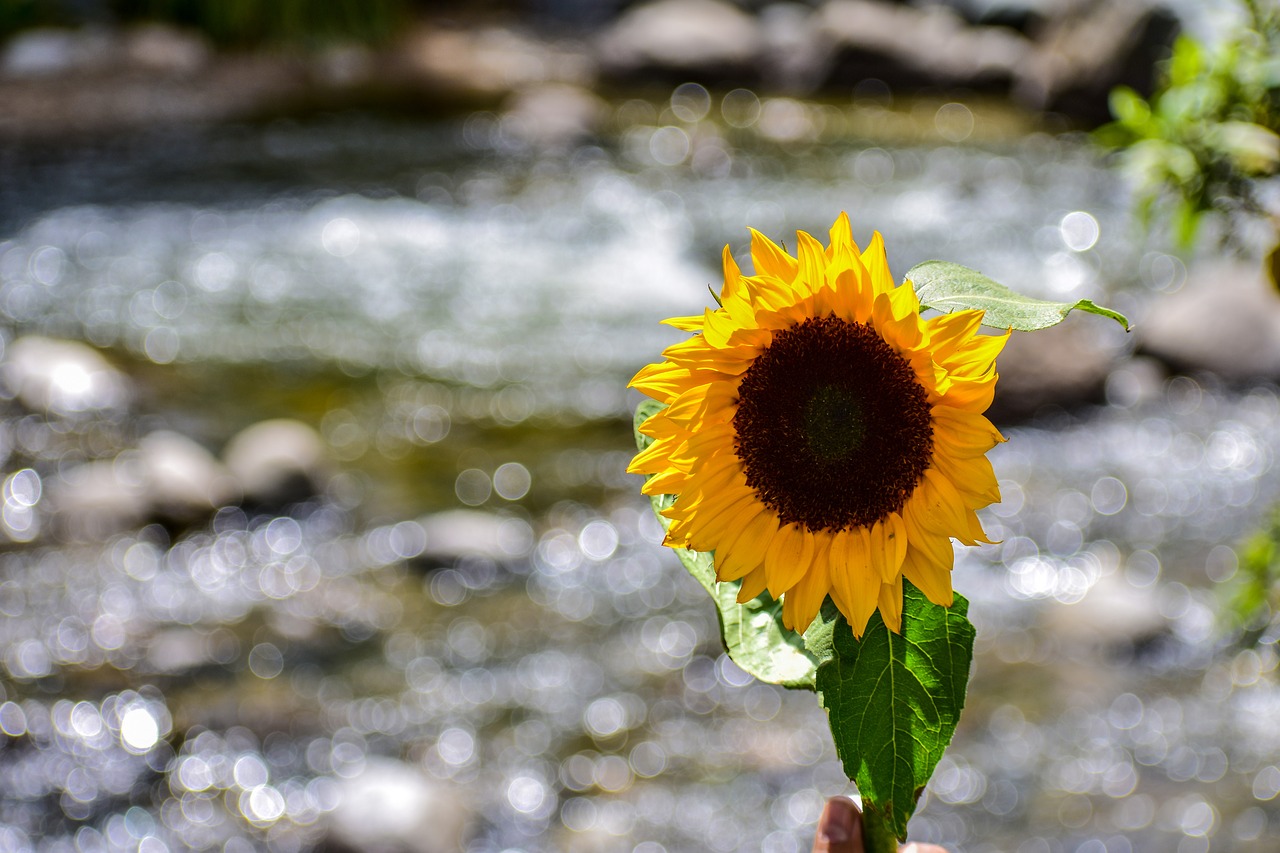 sunflower  flower  yellow free photo