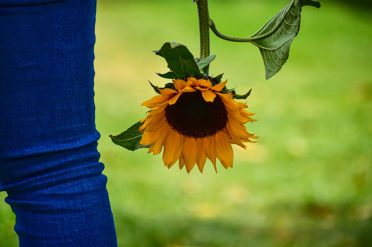 sunflower  flower  yellow free photo