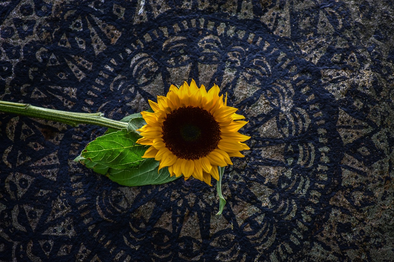 sunflower  plain  landscape free photo