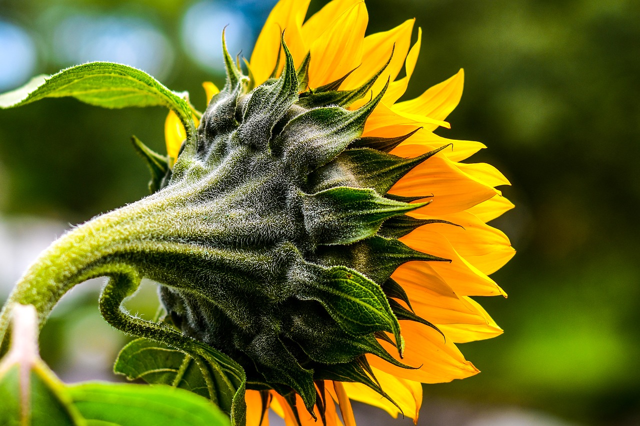 sunflower  flower  nature free photo