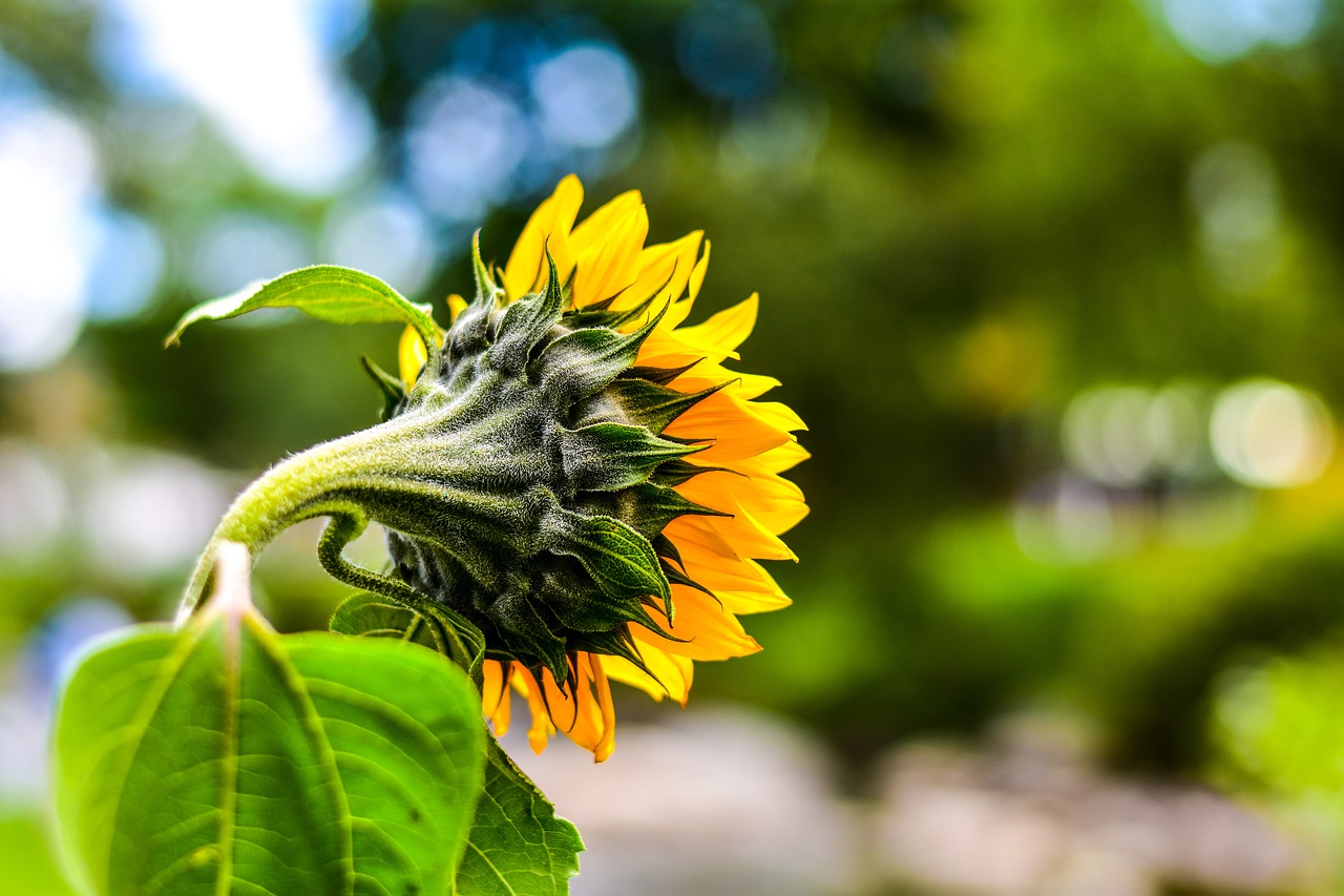 sunflower  flower  nature free photo