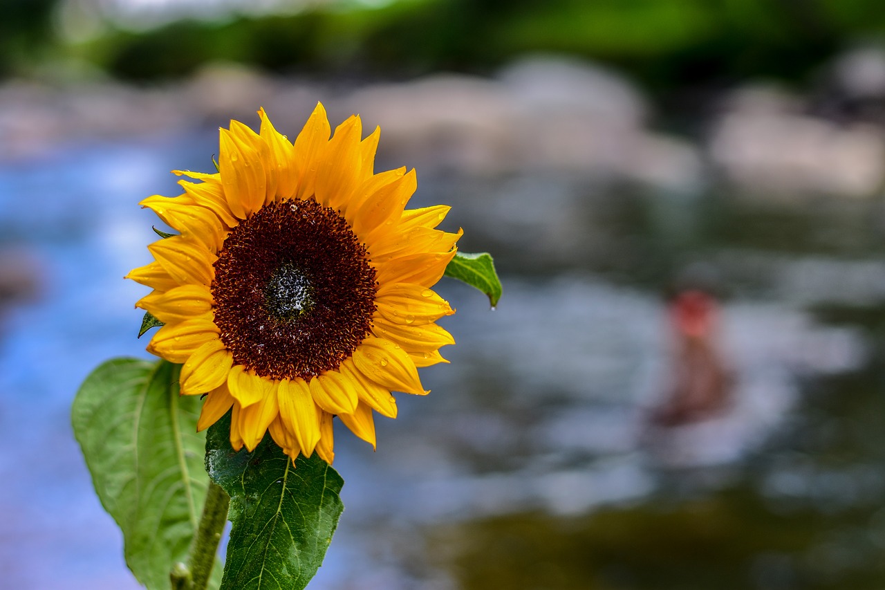 sunflower  flower  nature free photo