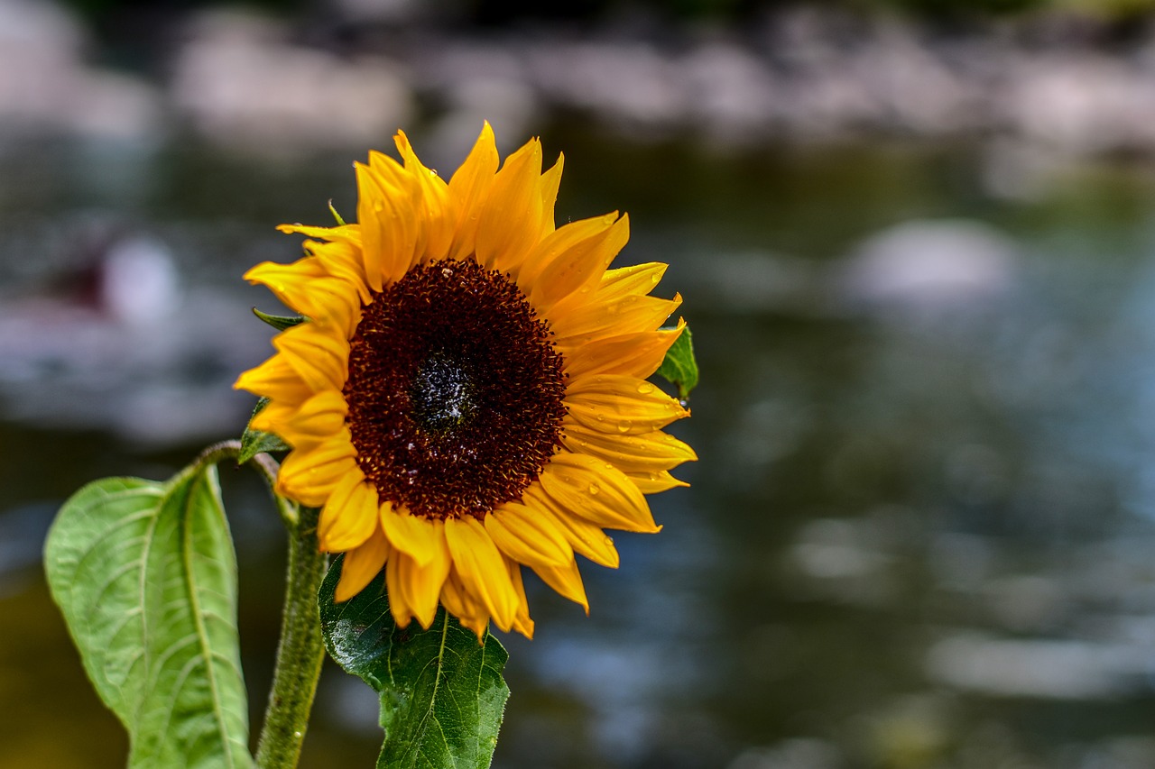 sunflower  flower  nature free photo