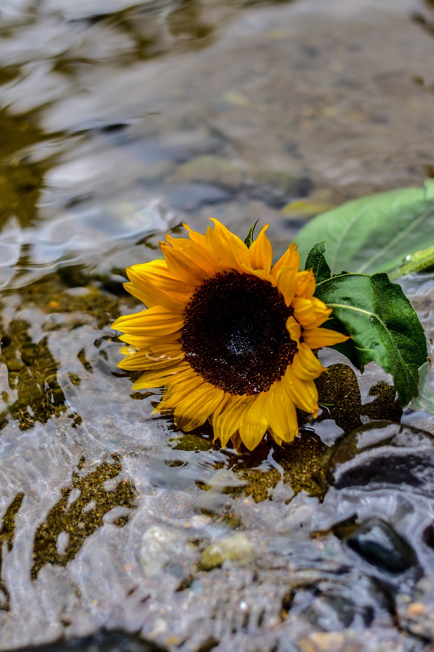 sunflower  flower  nature free photo