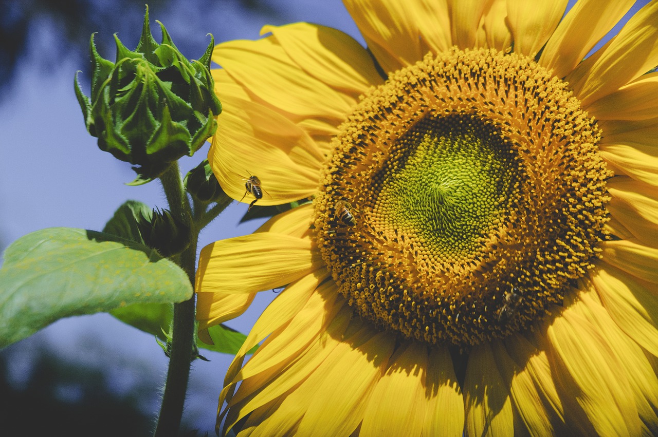 sunflower  yellow  flower free photo