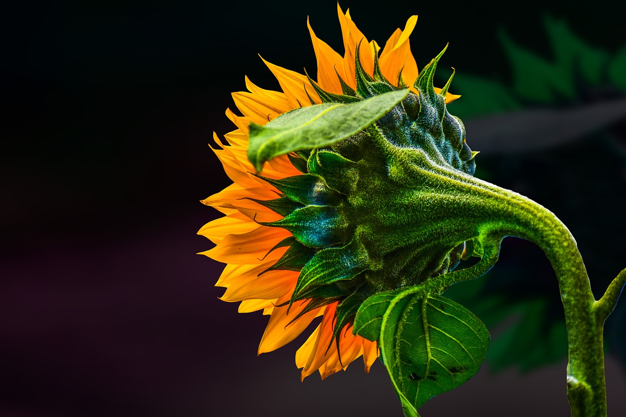 sunflower  flower  summer free photo