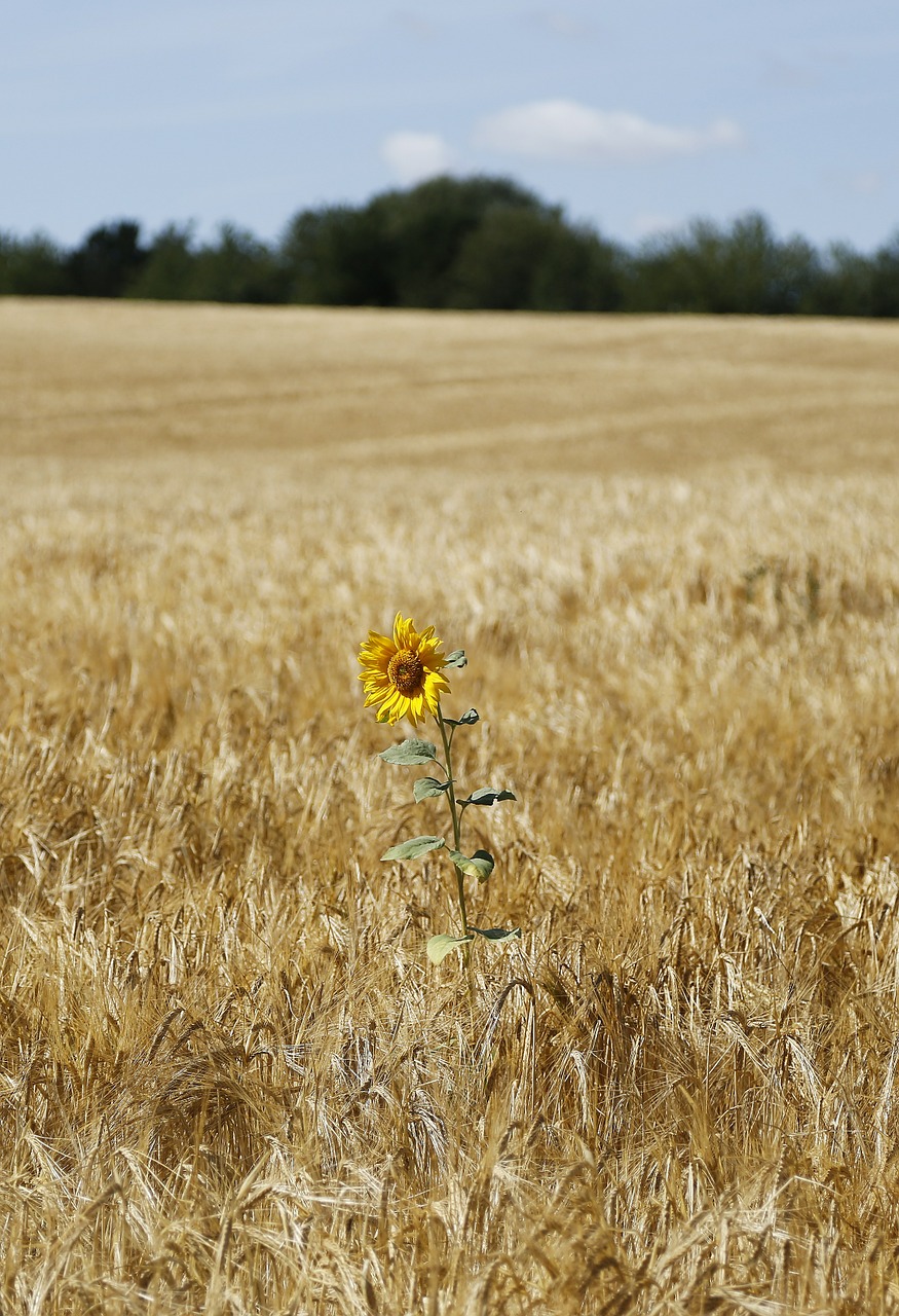 sunflower barley field free photo