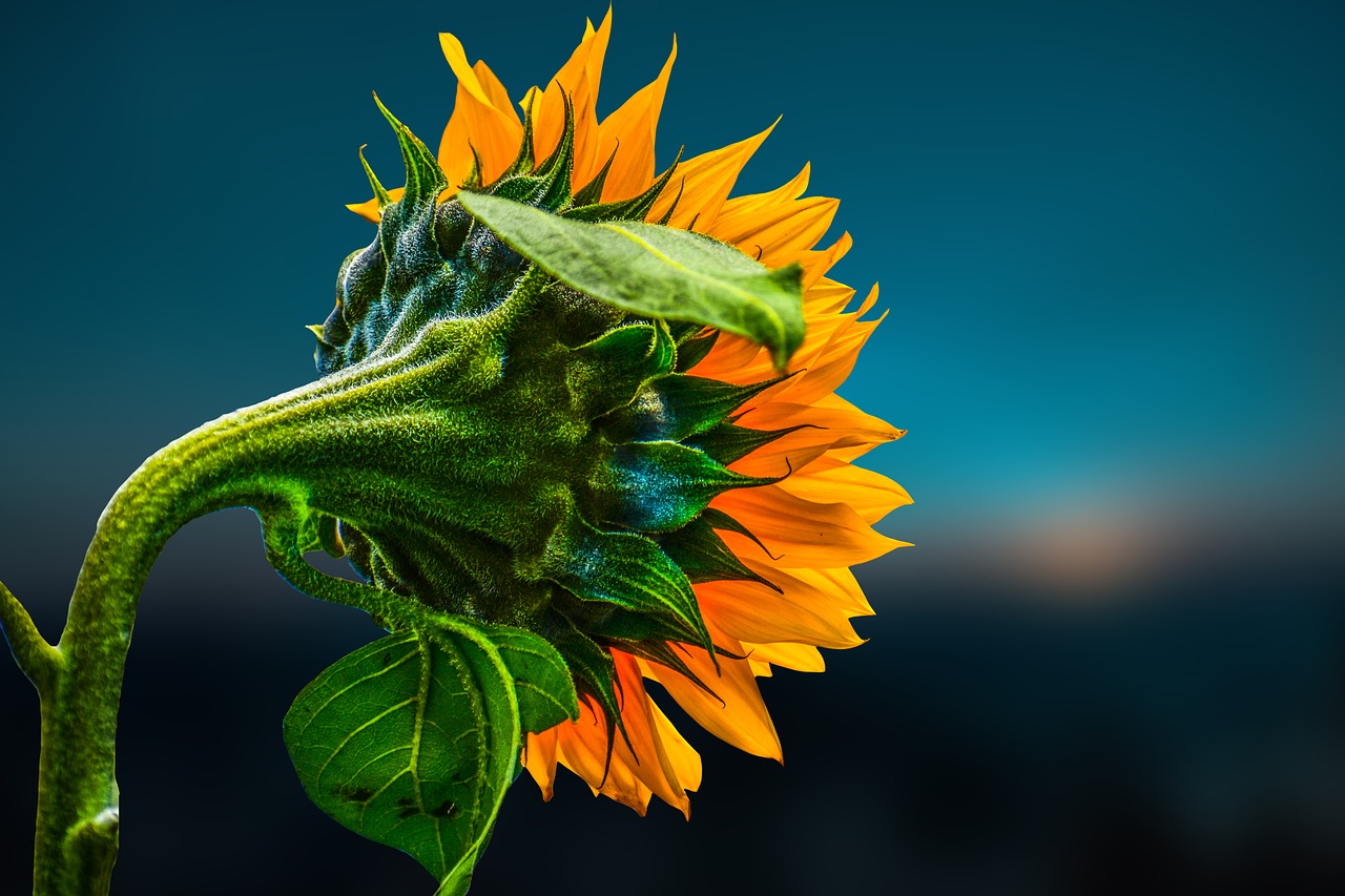 sunflower  nature  yellow free photo