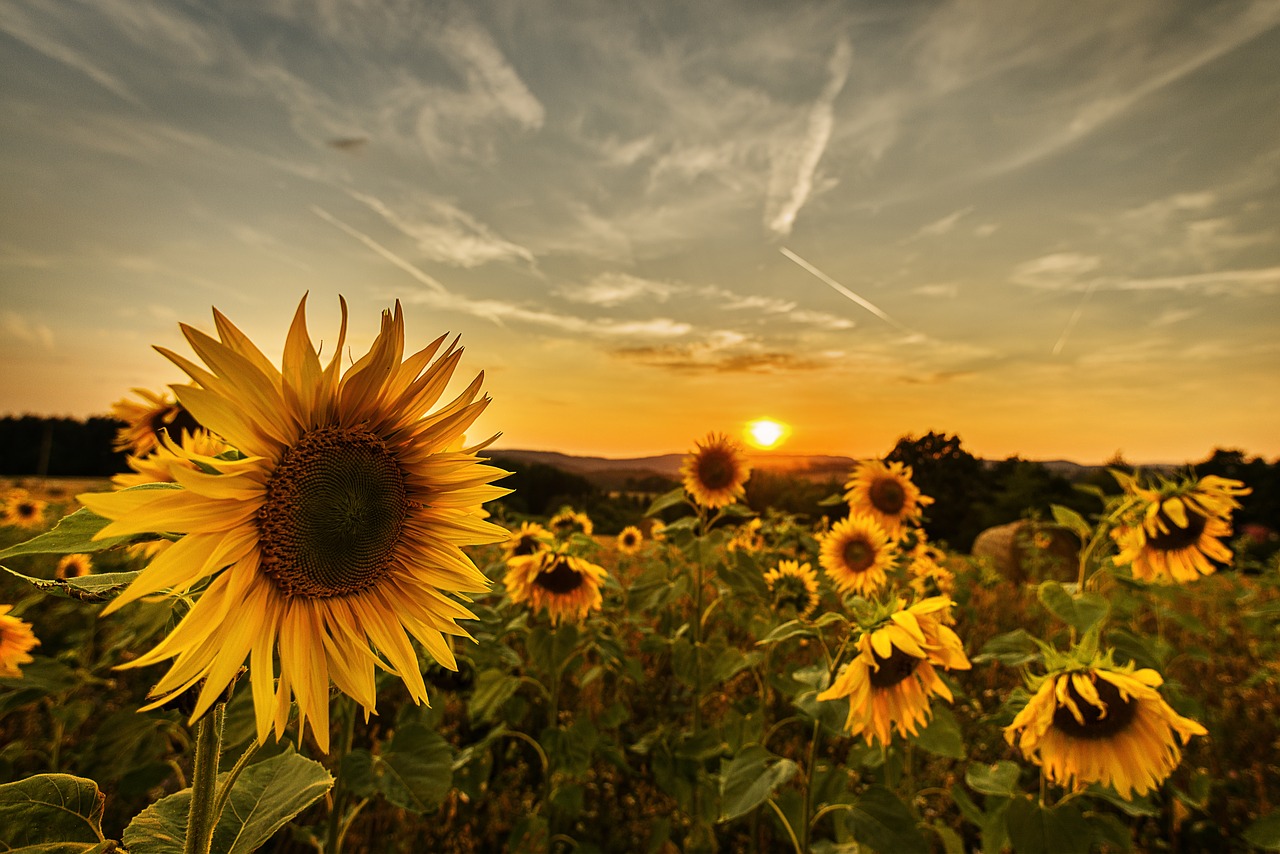 sunflower  plant  yellow free photo