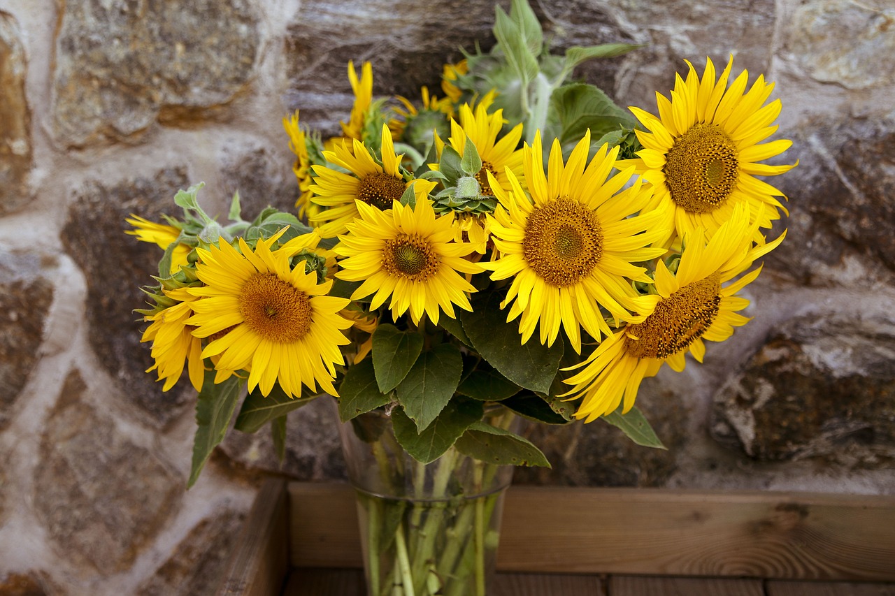 sunflower  flower  summer free photo