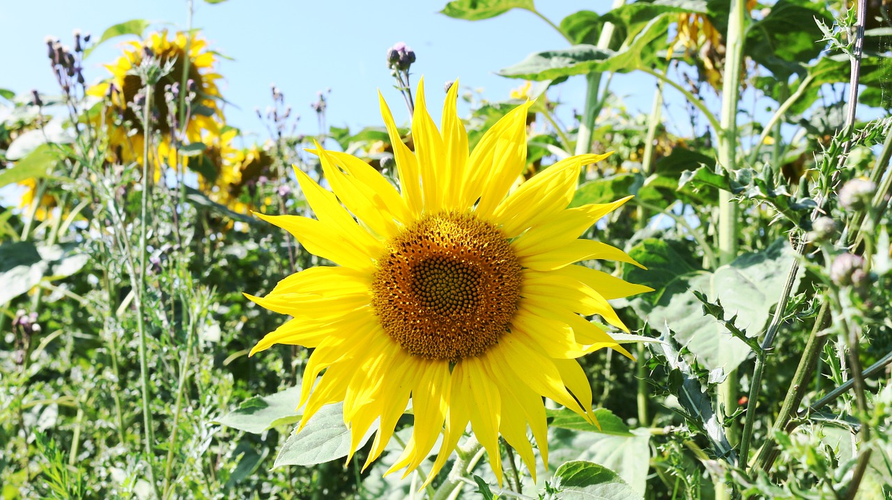 sunflower plant flower free photo