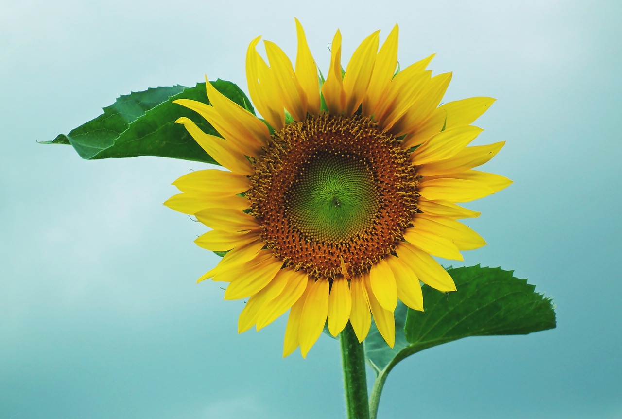 sunflower  flower  yellow free photo