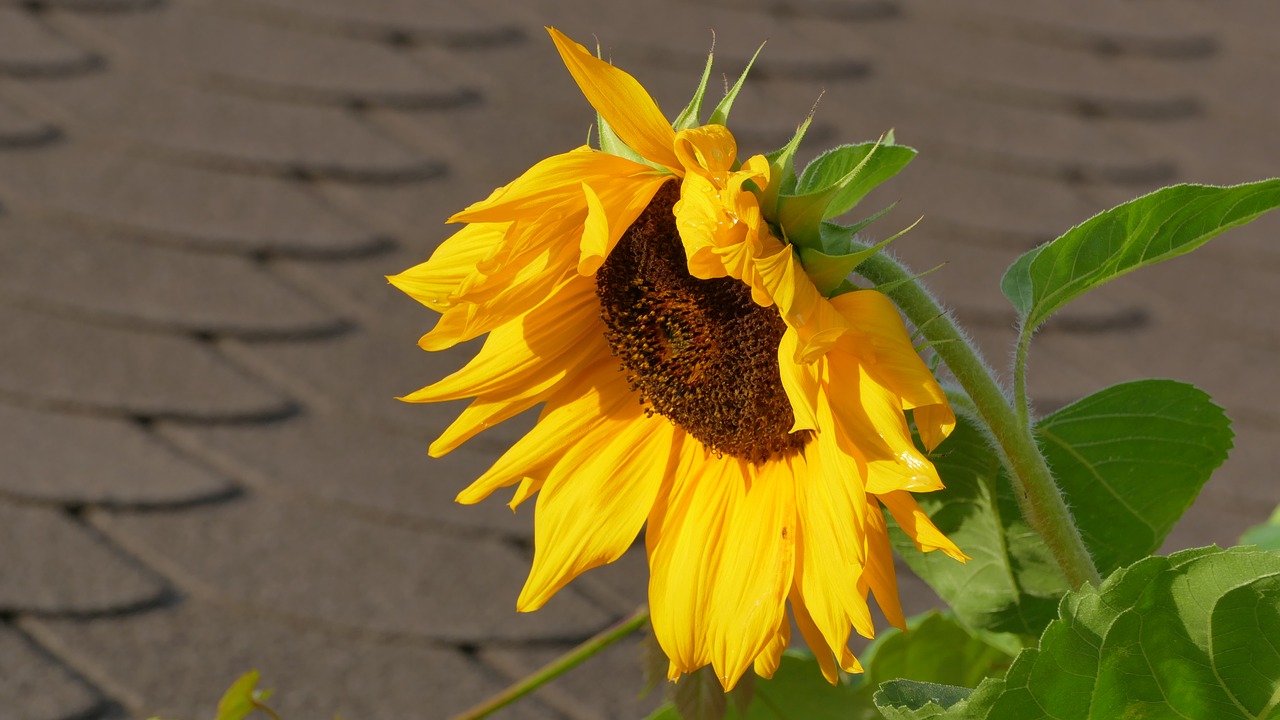 sunflower  flower  yellow free photo