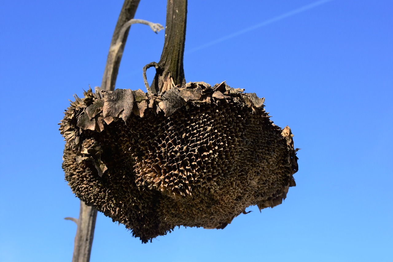 sunflower  dry  winter free photo