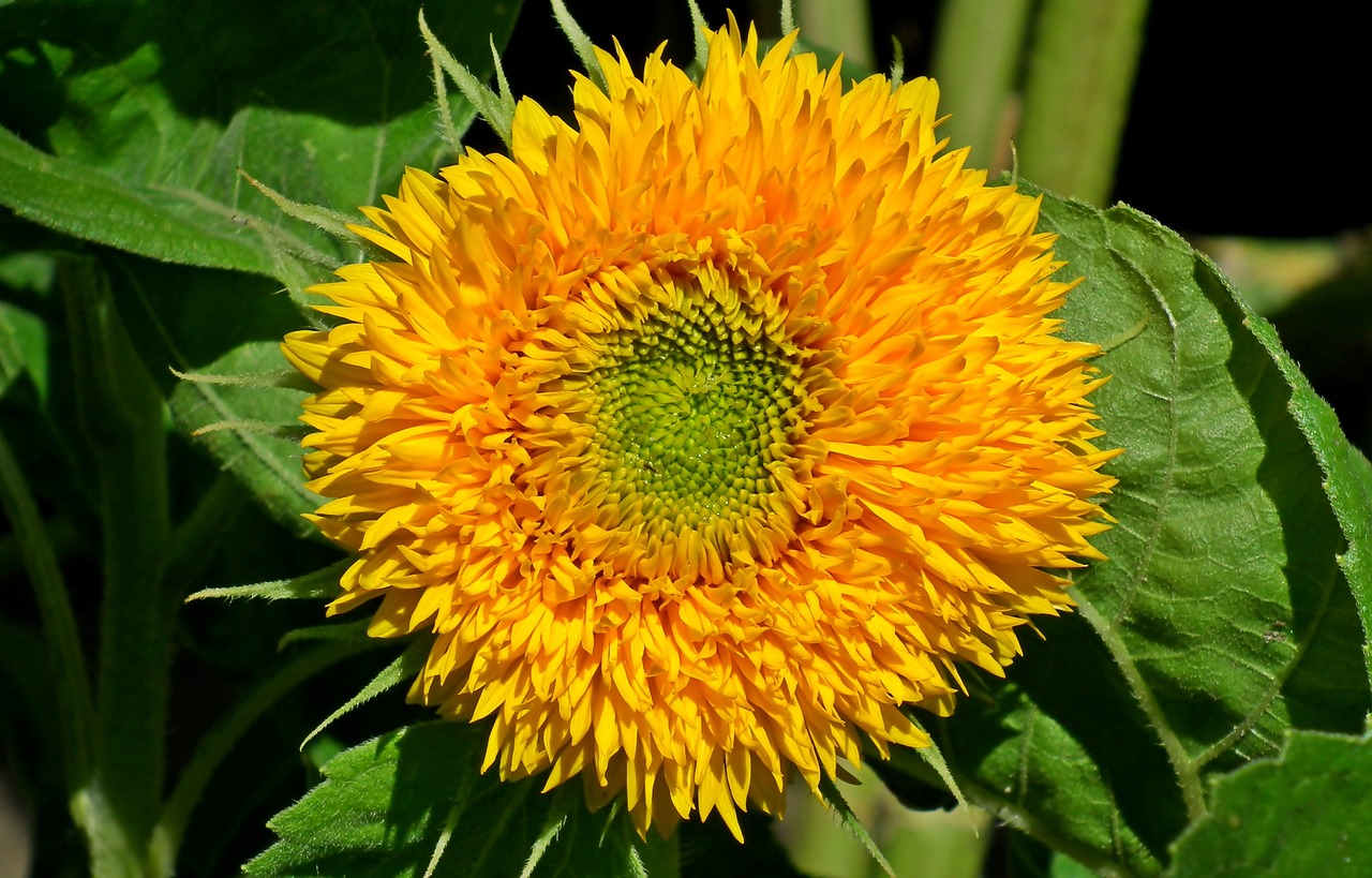 sunflower  flower  dashing free photo