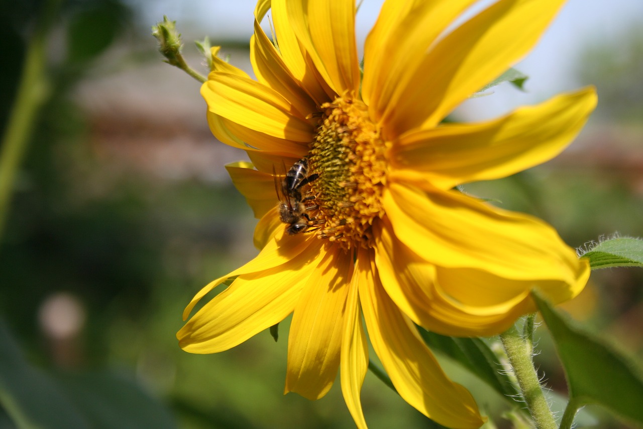 sunflower  flower  yellow free photo