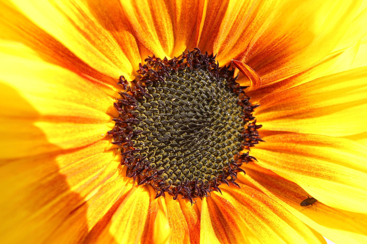 sunflower  insect  summer free photo