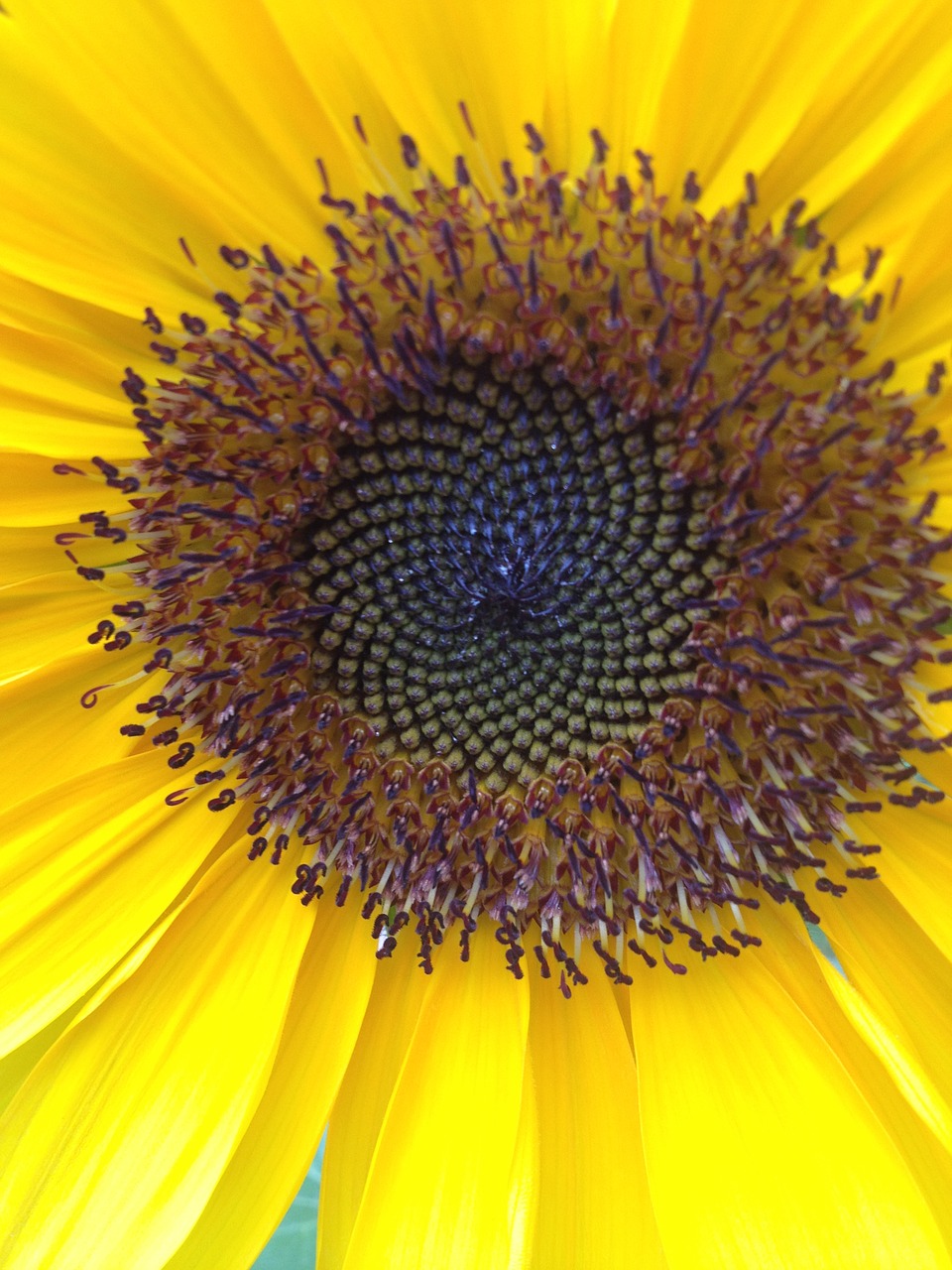 sunflower  flower  yellow free photo