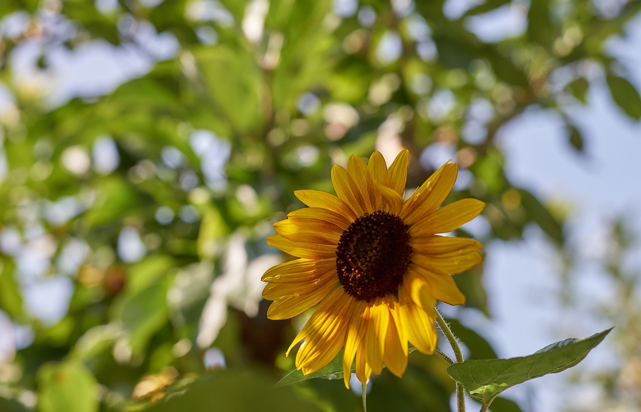 sunflower  sonnenstern  aurora free photo