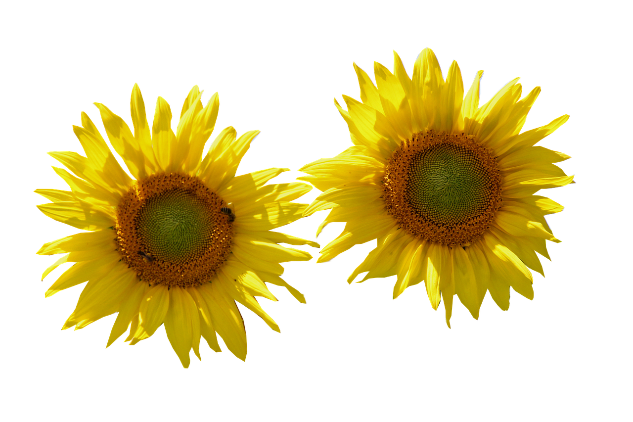 sunflower  isolated  cut out free photo