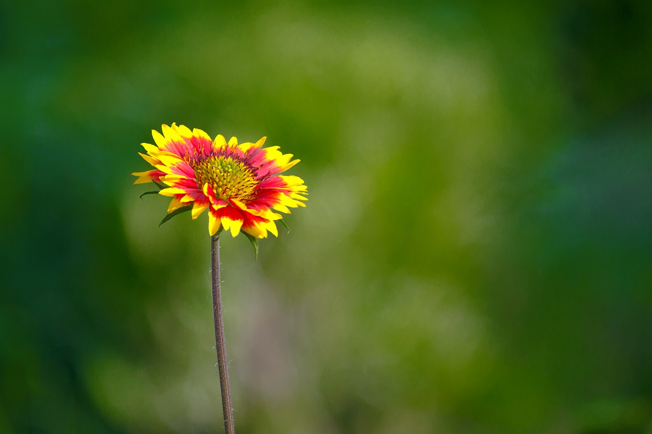 sunflower  flower  tropical free photo