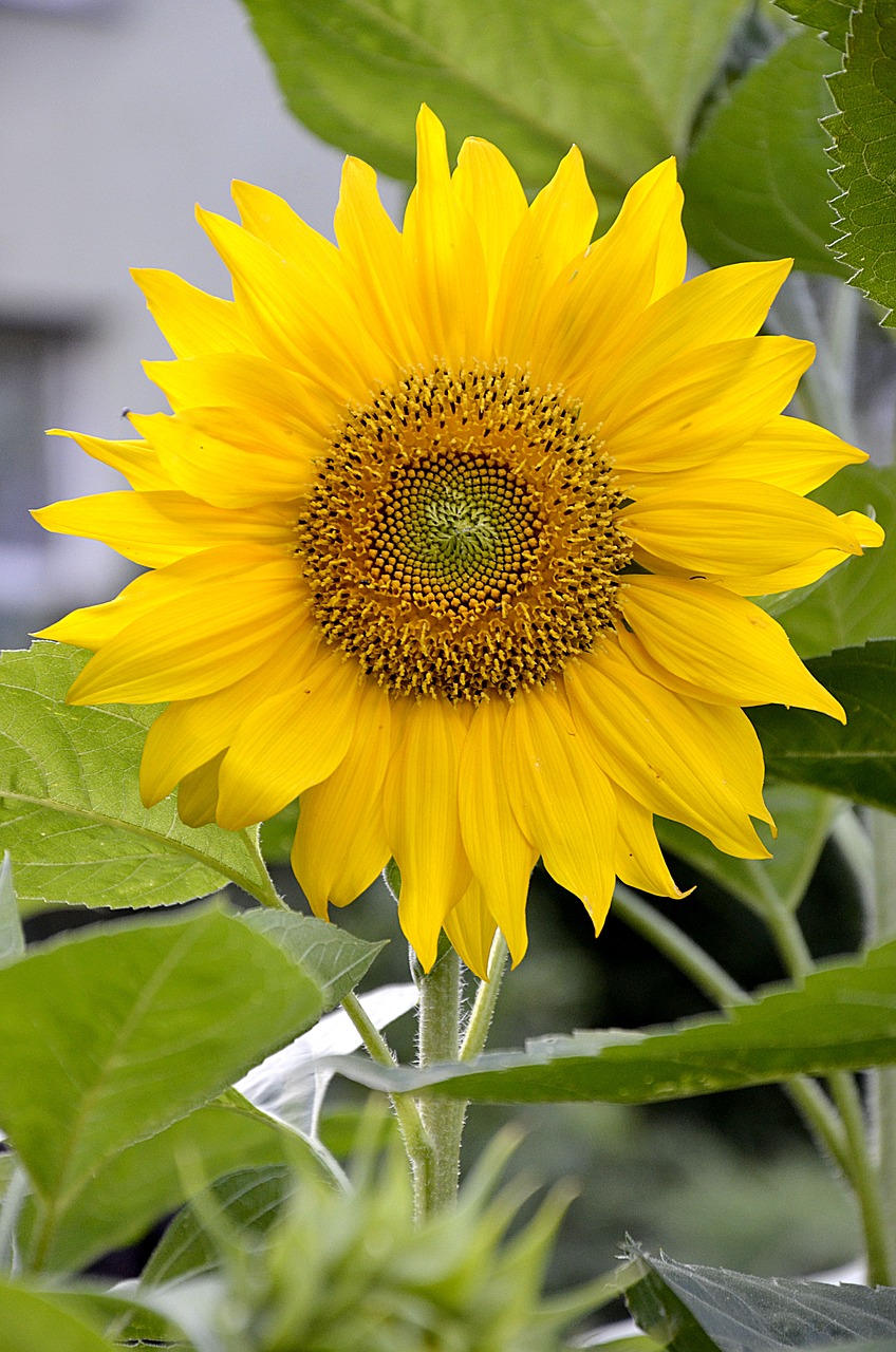 sunflower  flower  garden free photo