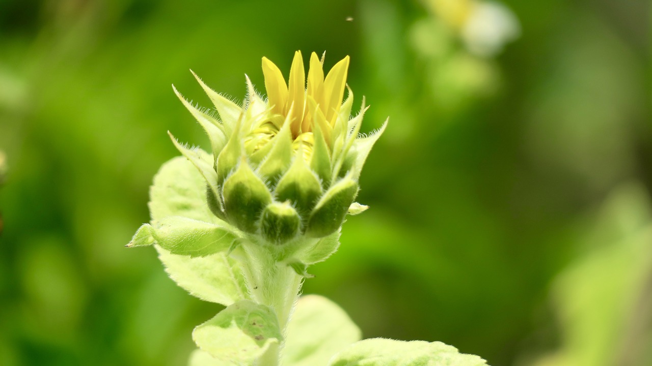 sunflower  flower  yellow free photo