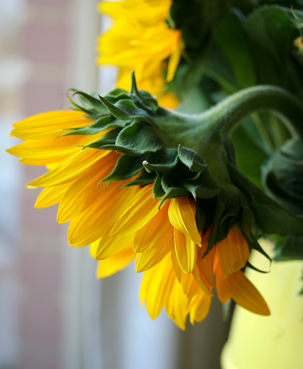 sunflower  flower  garden free photo