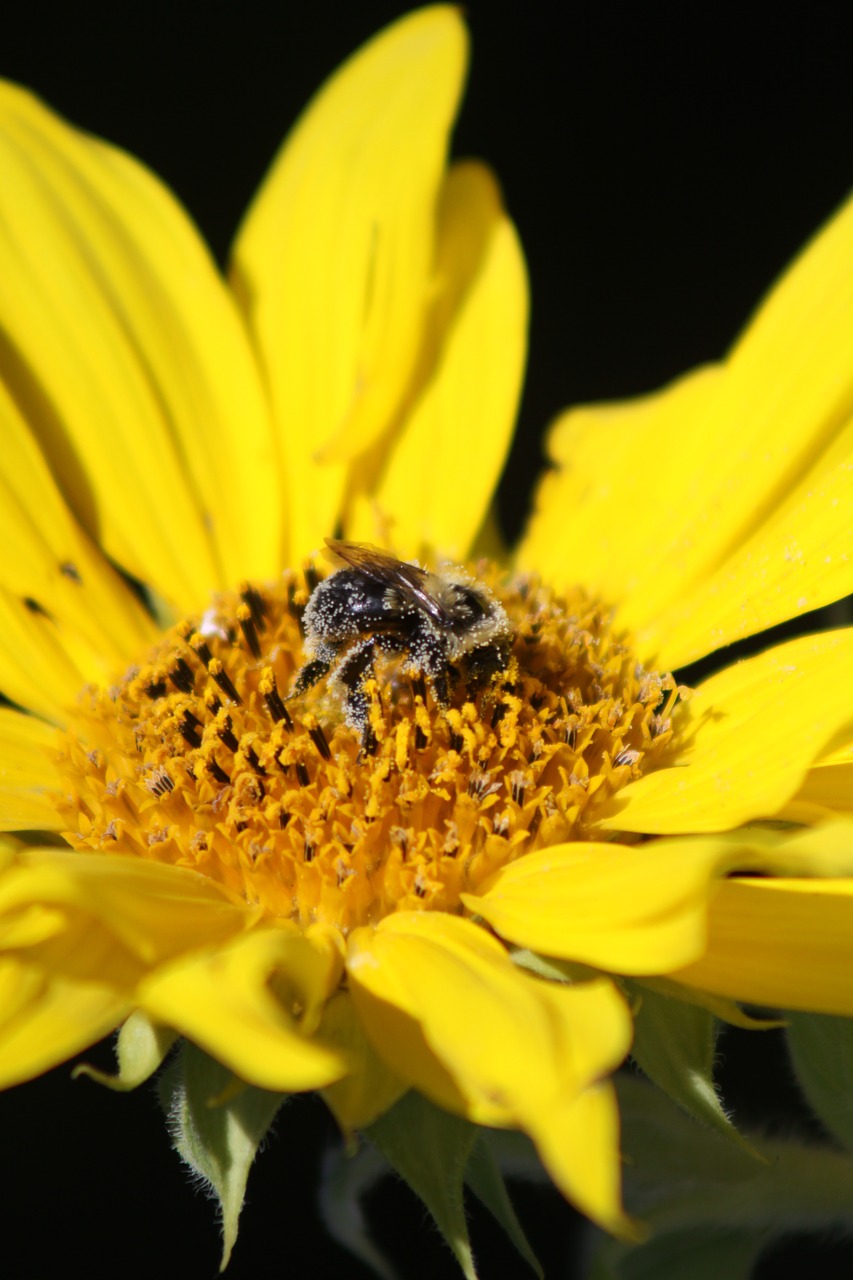 sunflower  bee  pollen free photo