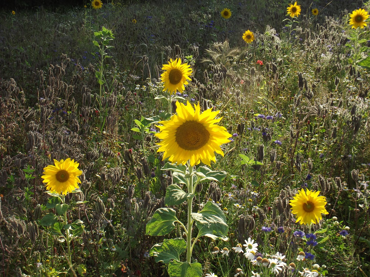 sunflower meadow nature free photo