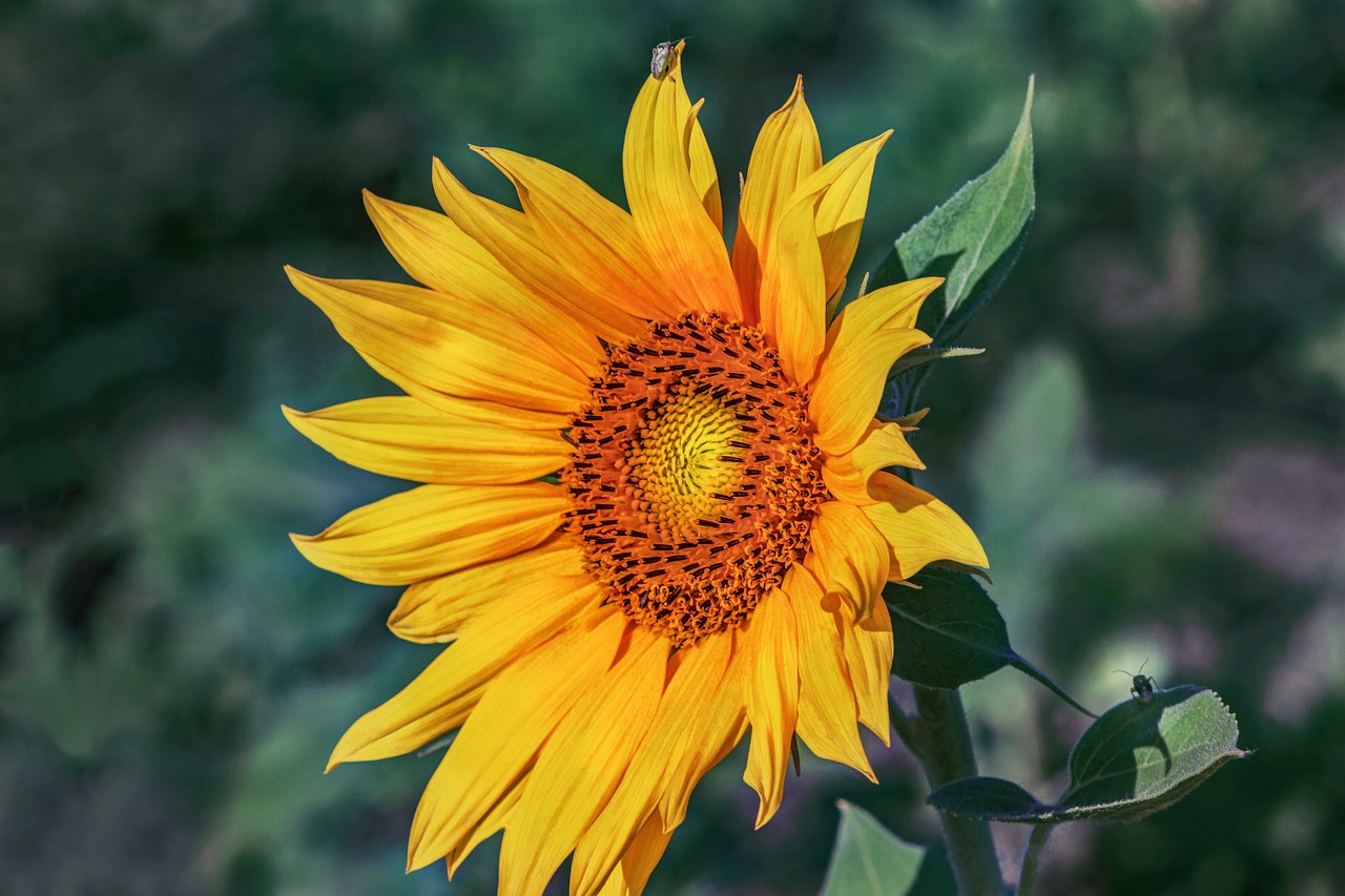 sunflower  flower  yellow free photo