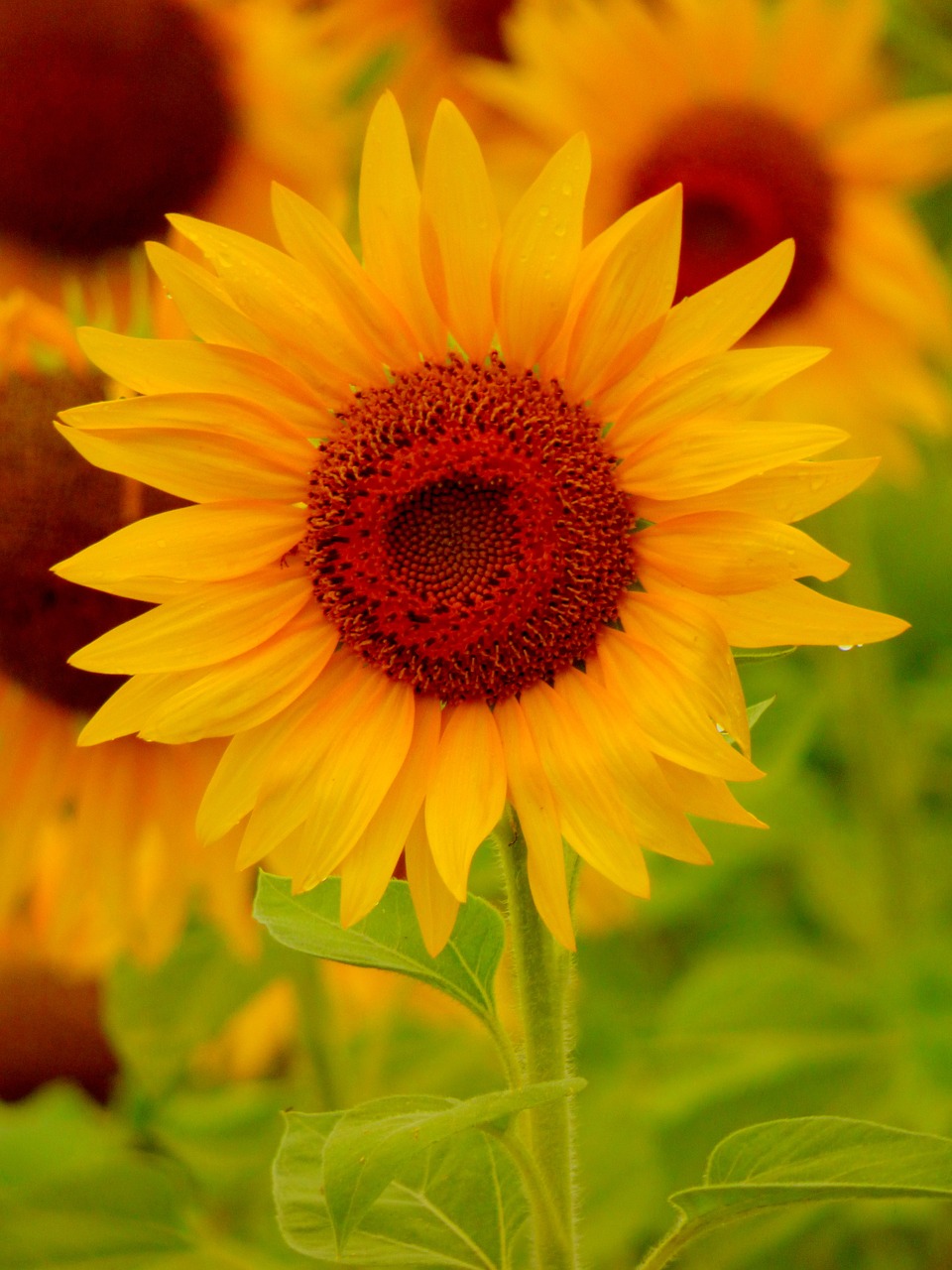 sunflower  yellow  flower free photo