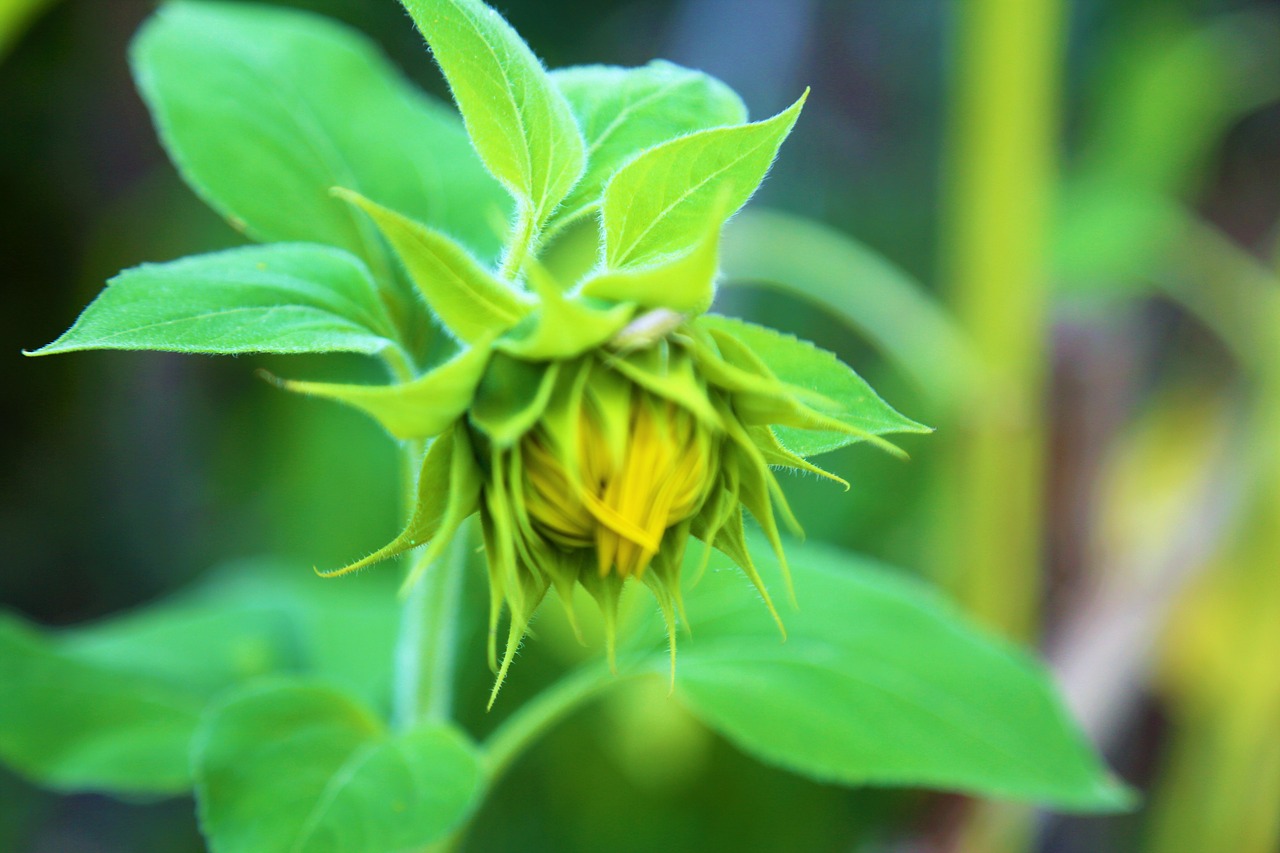 sunflower  flower  nature free photo