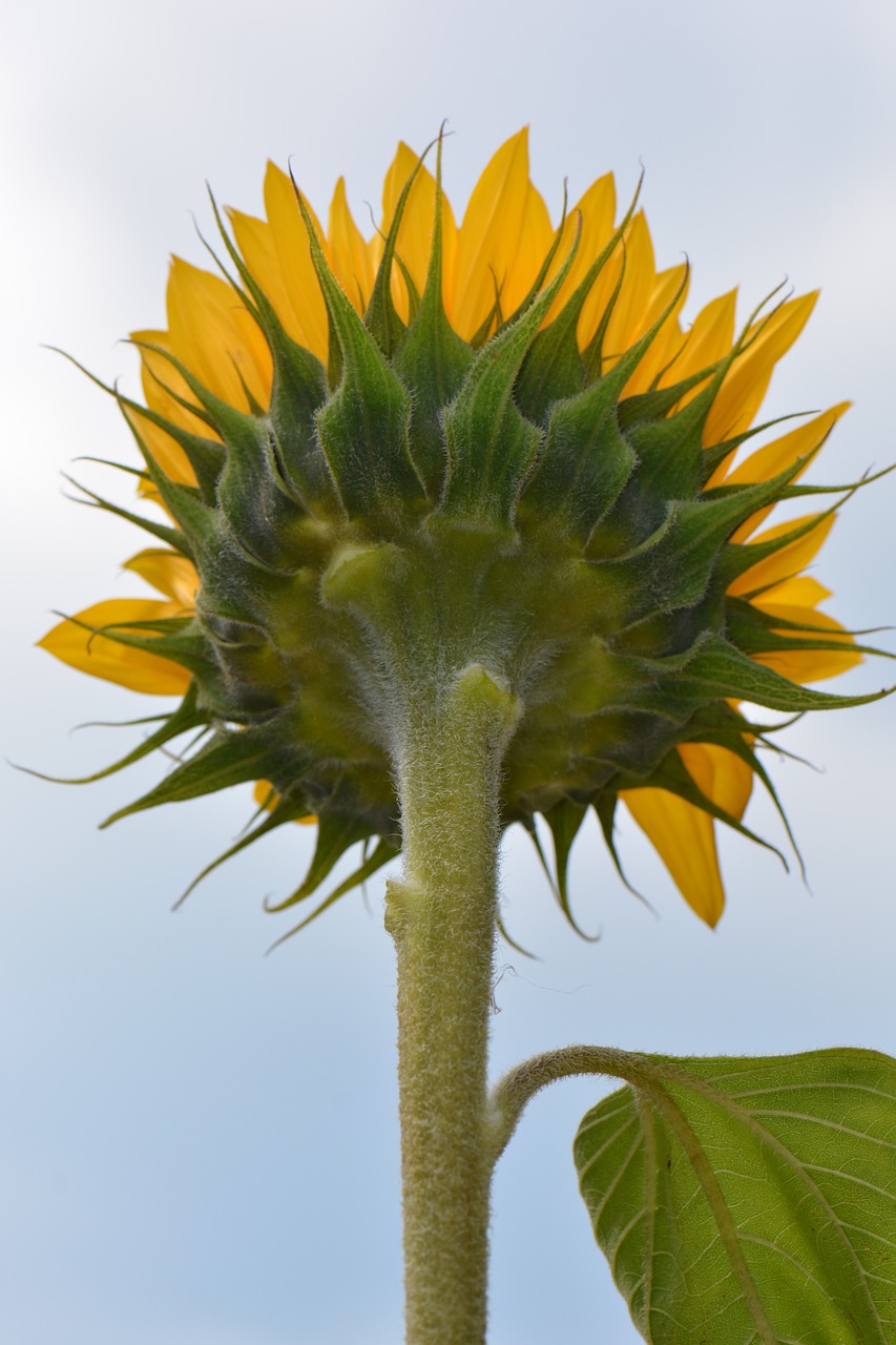 sunflower flower nature free photo