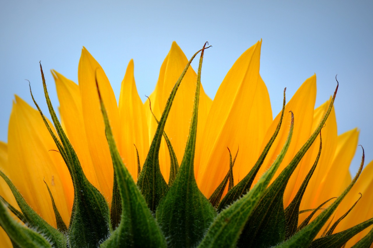 sunflower flower nature free photo