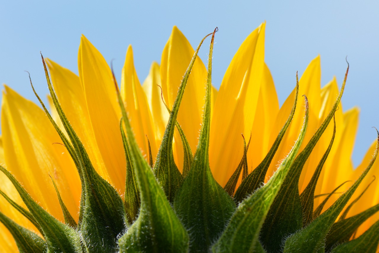 sunflower flower nature free photo