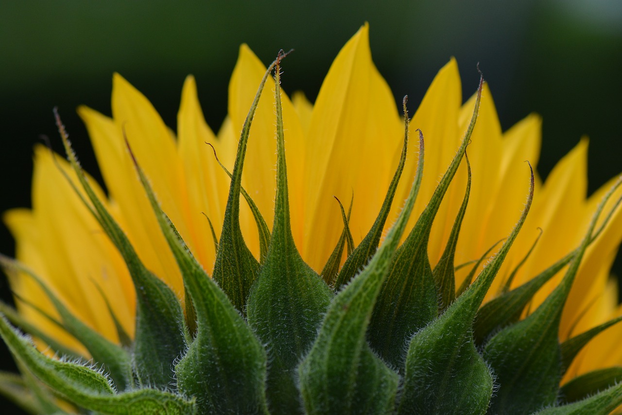 sunflower flower nature free photo