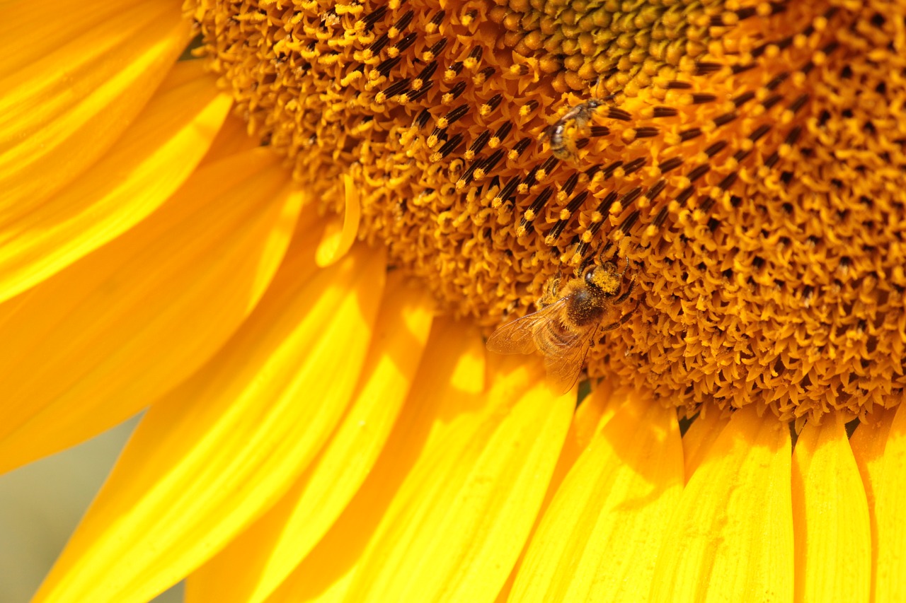 sunflower  bee  yellow free photo