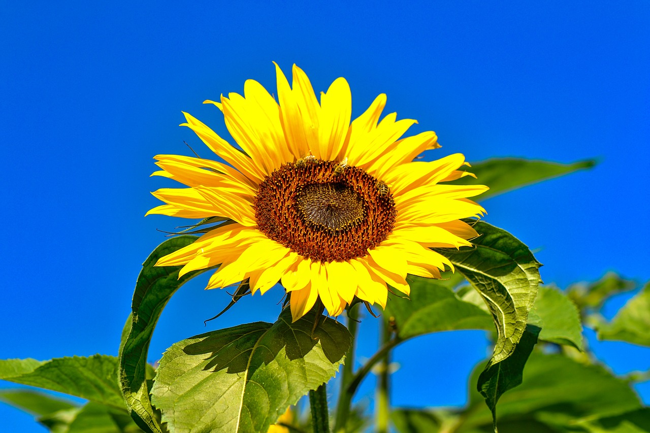 sunflower  summer  yellow free photo