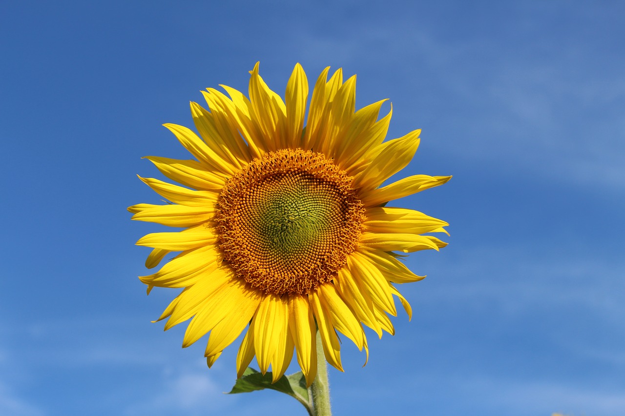 sunflower  rays  blue sky free photo